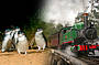 1 Day Puffing Billy, Kangaroos, Koalas and Penguins Tour